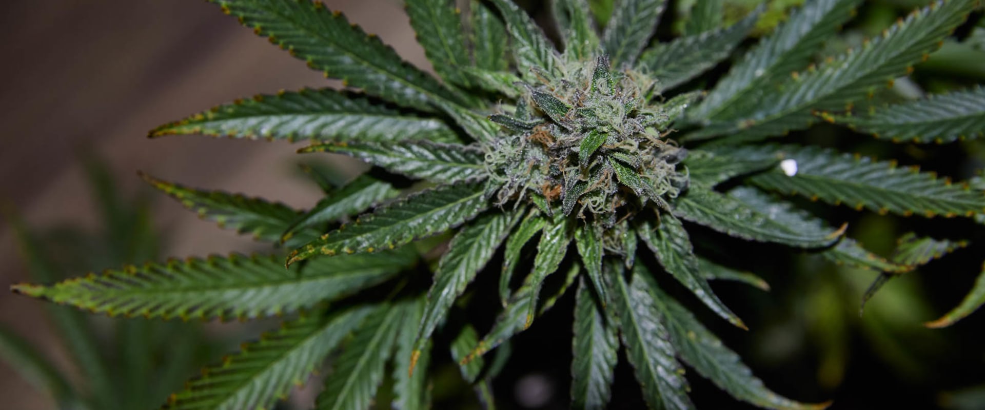 Does cbd work better than hemp?