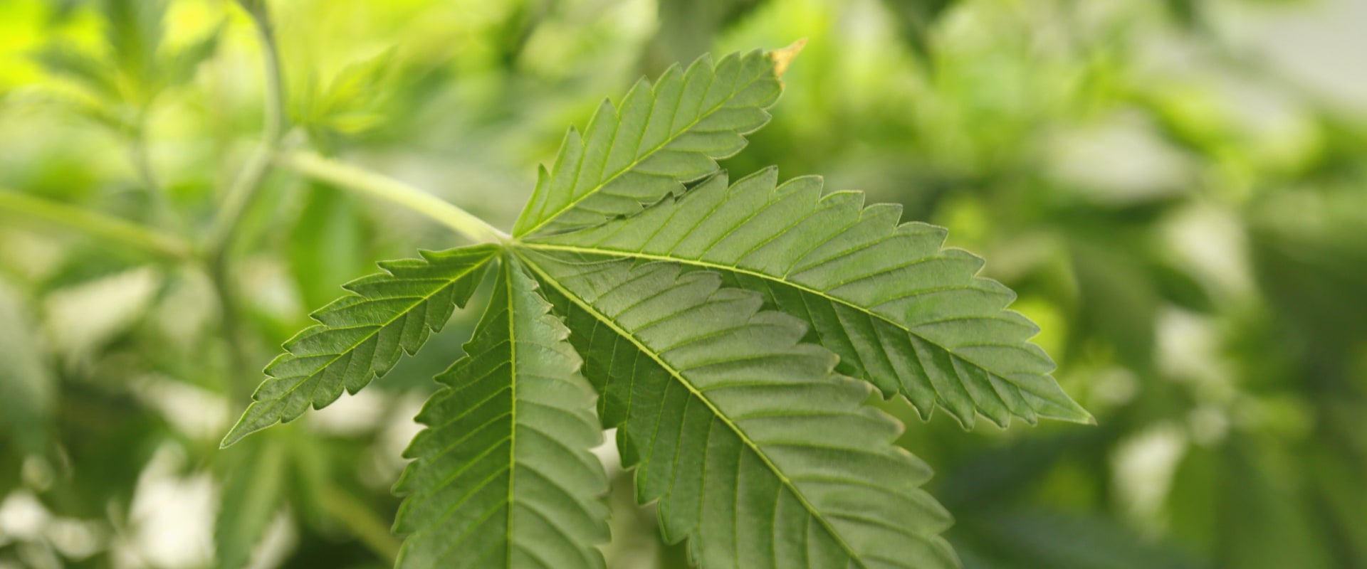 Is hemp cbd federally legal?