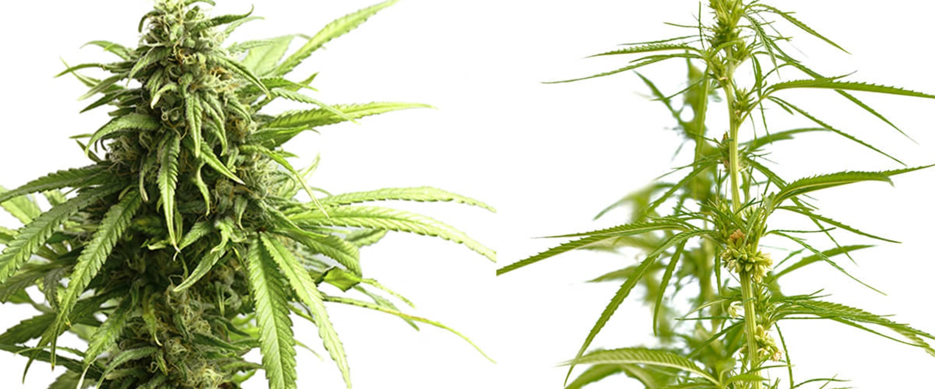 Is hemp and cbd same thing?