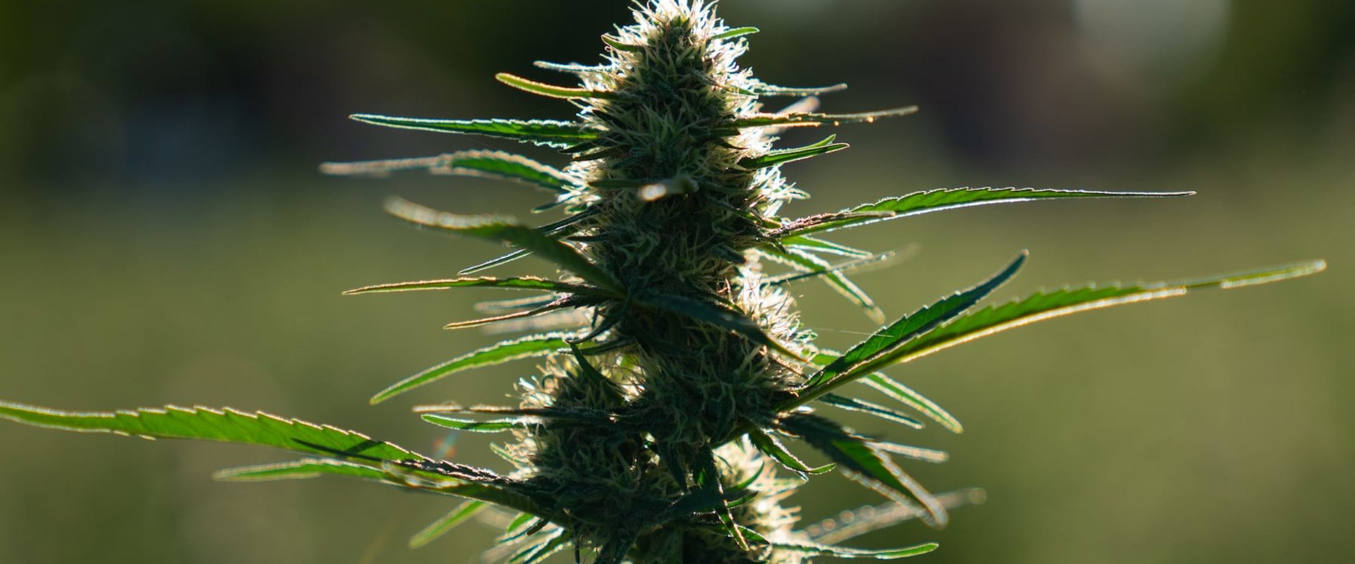 When does hemp flower?