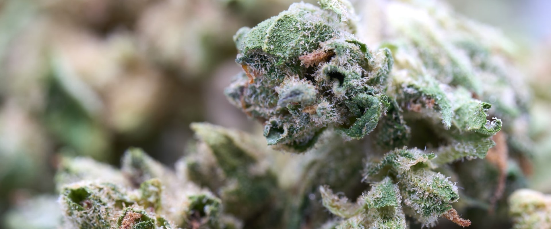 Exploring Hemp Flower Trends and Recovery in Florida