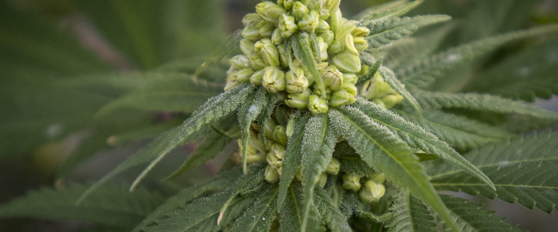 What are hemp flowers good for?