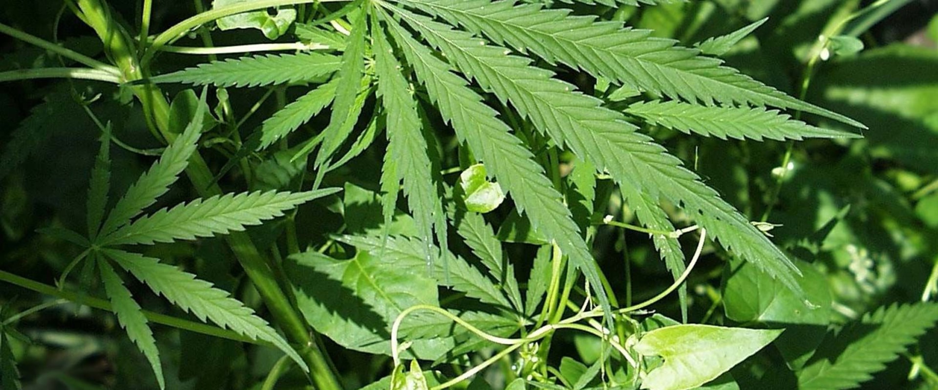 What type of drug is hemp plant?