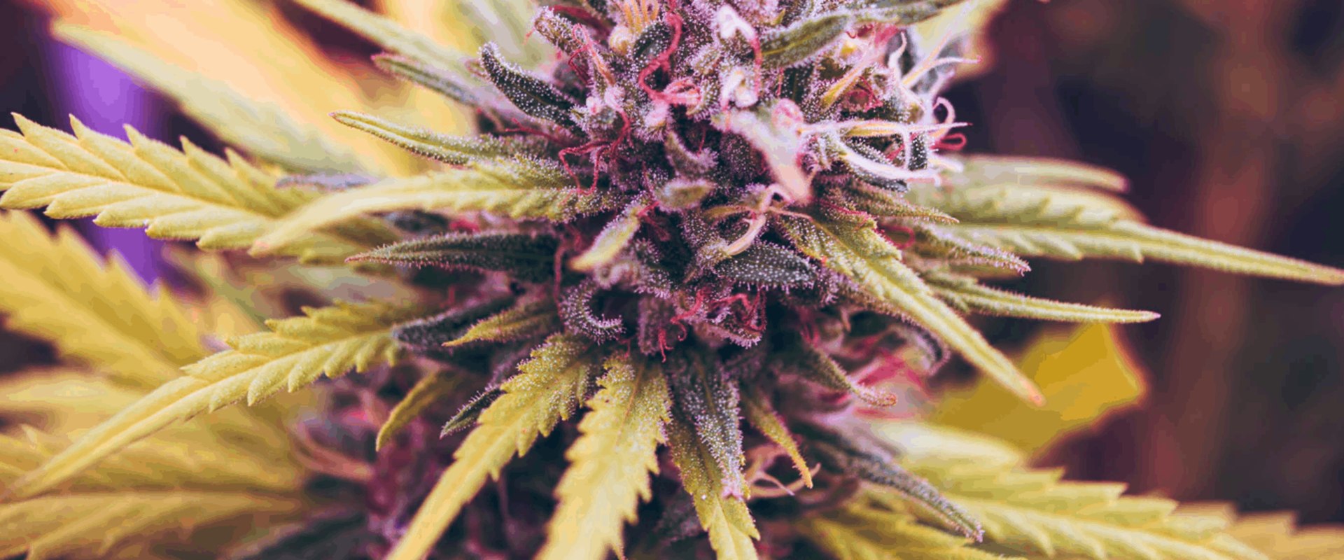 What does hemp flower do?