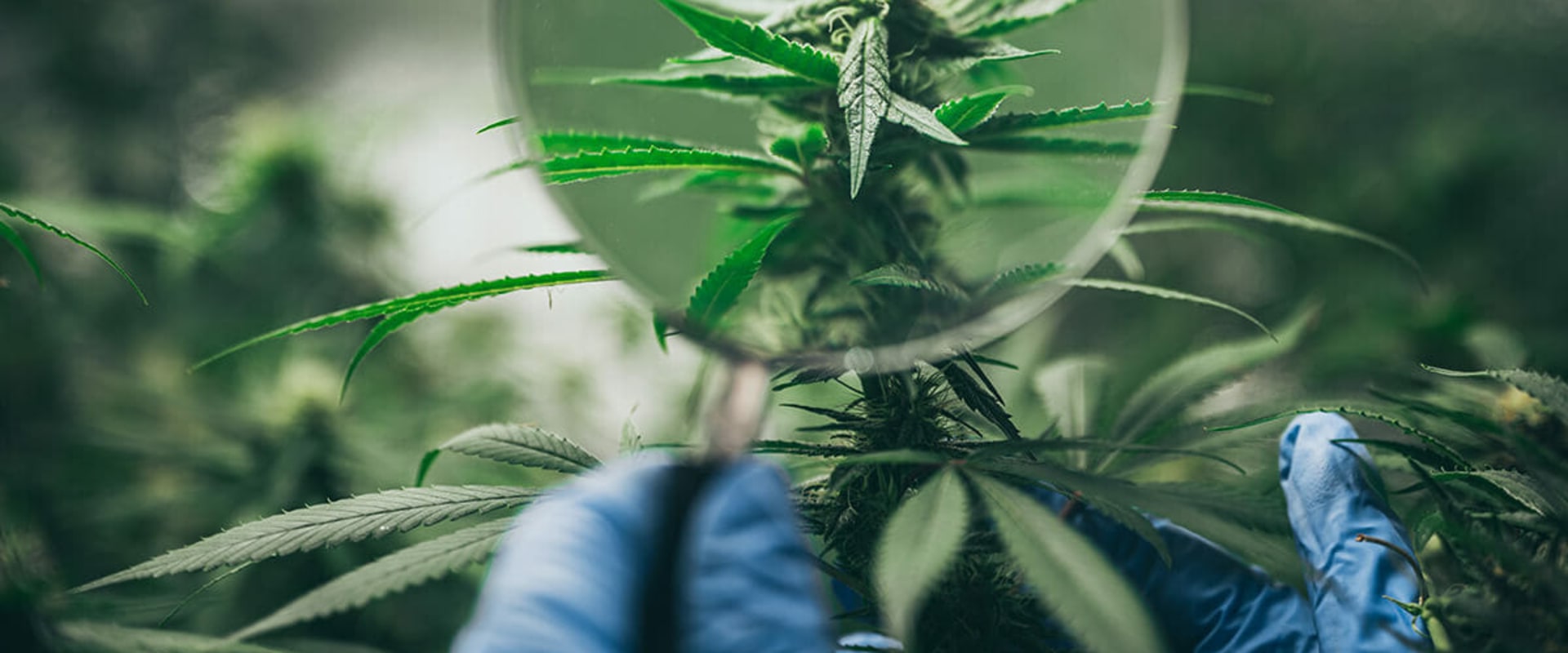 What does hemp flower do if you smoke it?