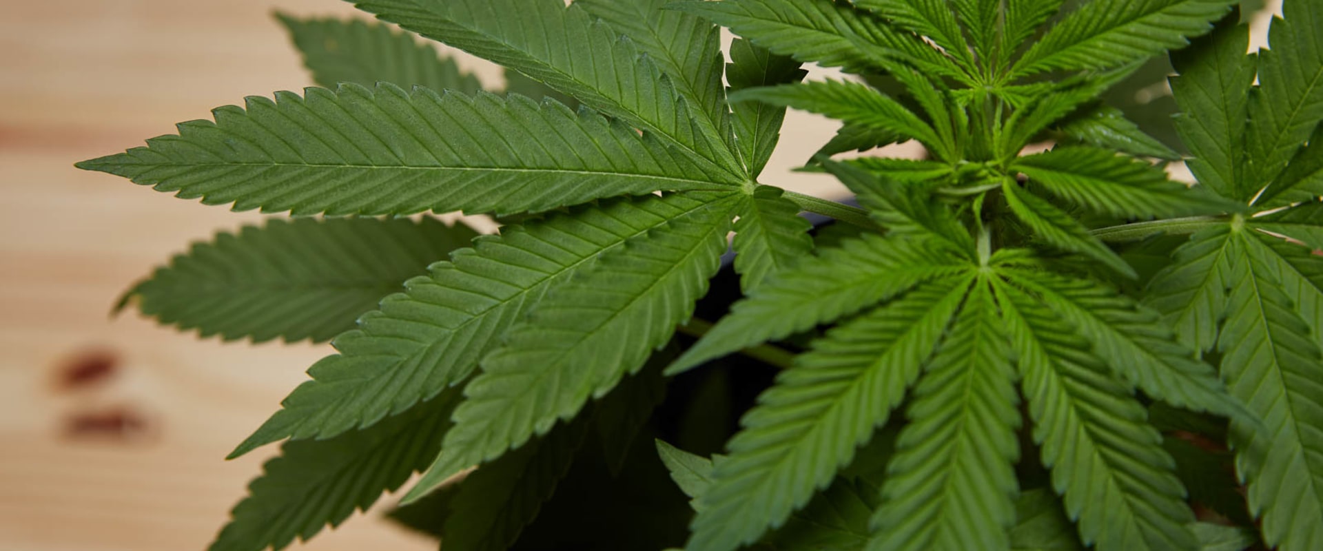 How much cbd does hemp contain?