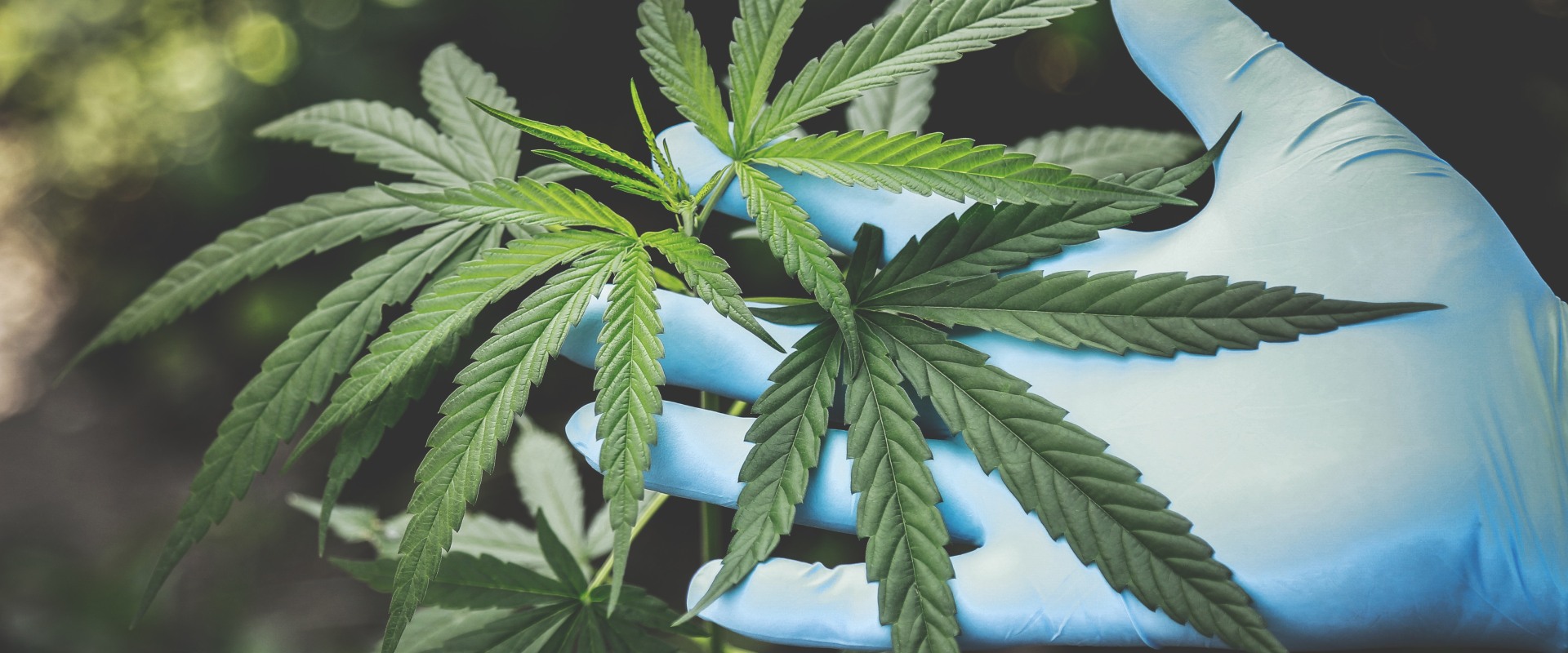 Is cbd considered a controlled substance?