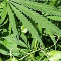 Is hemp a type of drug?