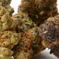 Is hemp flower the same as cbd?