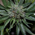 Does cbd work better than hemp?