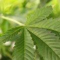 Will hemp ever be legal?