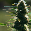 When does hemp flower?