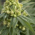 What are hemp flowers good for?