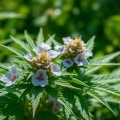 Why Retailers Should Understand the Legal Framework Surrounding Hemp Flower