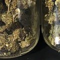 How much cbd is in a gram of hemp flower?