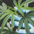 Is hemp a federally controlled substance?