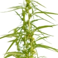Is hemp flower considered a drug?