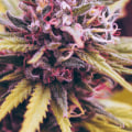 What does hemp flower do?