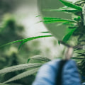 What does hemp flower do if you smoke it?