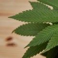 How much cbd does hemp contain?