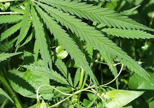 Is hemp a type of drug?