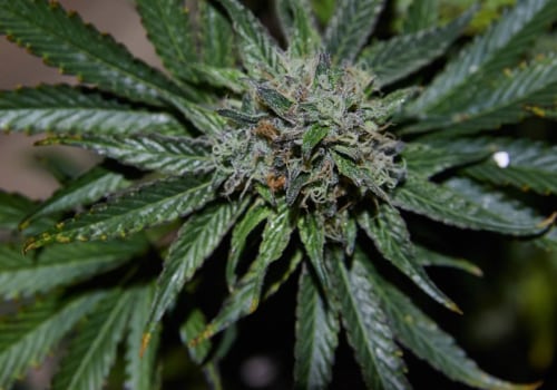 Does cbd work better than hemp?