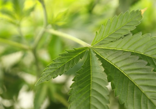 Will hemp ever be legal?