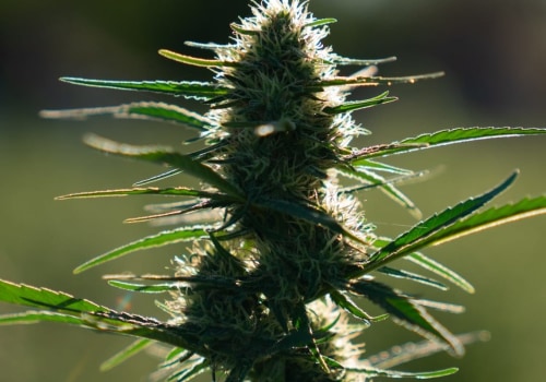 When does hemp flower?
