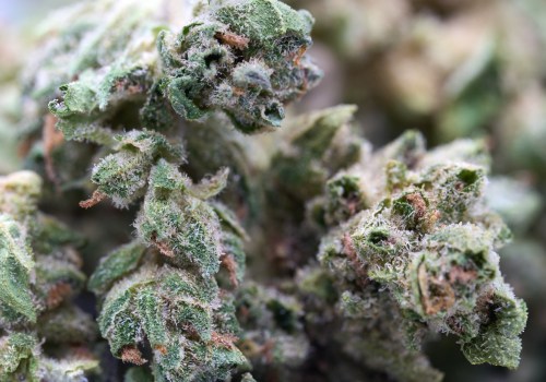 Exploring Hemp Flower Trends and Recovery in Florida