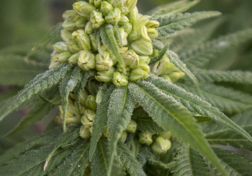 What are hemp flowers good for?