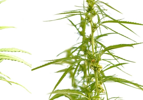 Is hemp flower considered a drug?