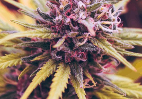 What does hemp flower do?