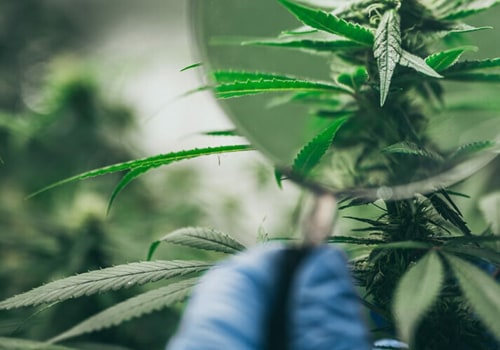 What does hemp flower do if you smoke it?