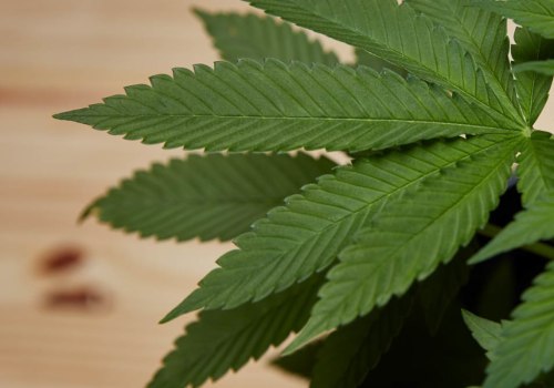 How much cbd does hemp contain?